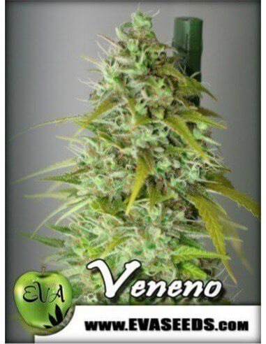 Veneno - Eva Seeds femminizzati Eva Seeds €60,00