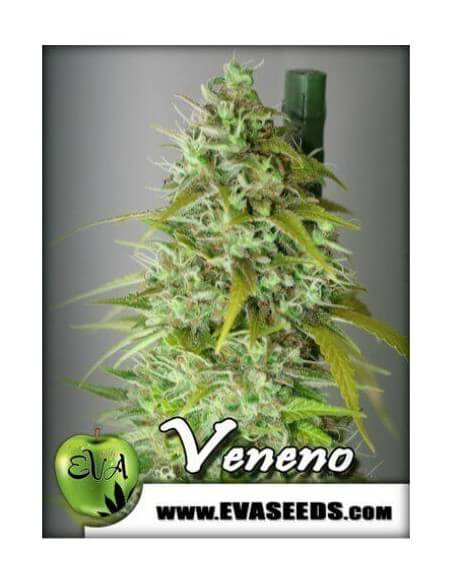Veneno - Eva Seeds femminizzati Eva Seeds €60,00
