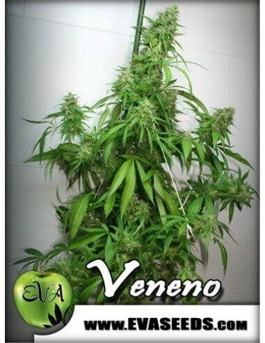 Veneno - Eva Seeds femminizzati Eva Seeds €60,00