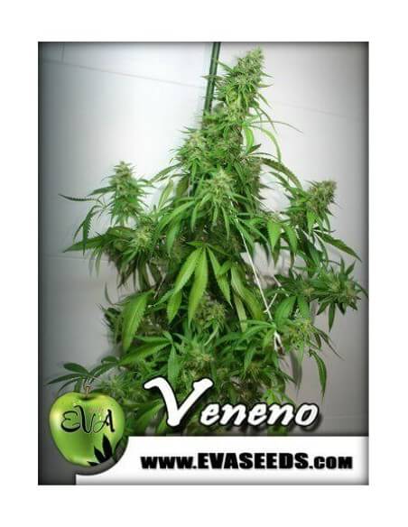 Veneno - Eva Seeds femminizzati Eva Seeds €60,00