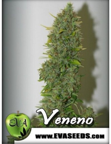 Veneno - Eva Seeds femminizzati Eva Seeds €60,00