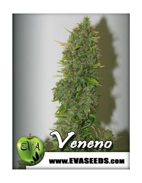 Veneno - Eva Seeds femminizzati Eva Seeds €60,00