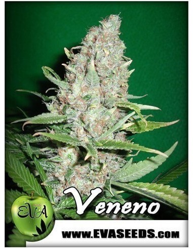 Veneno - Eva Seeds femminizzati Eva Seeds €60,00