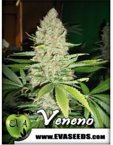 Veneno - Eva Seeds femminizzati Eva Seeds €60,00
