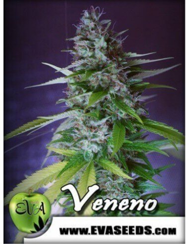 Veneno - Eva Seeds femminizzati Eva Seeds €60,00