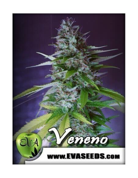 Veneno - Eva Seeds femminizzati Eva Seeds €60,00