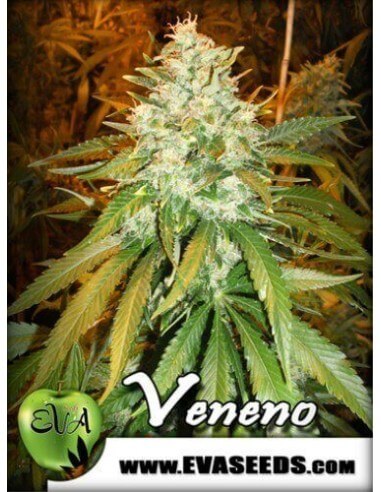 Veneno - Eva Seeds femminizzati Eva Seeds €60,00