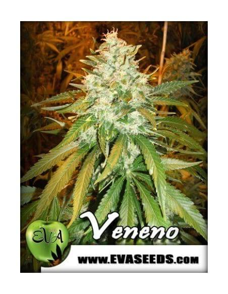 Veneno - Eva Seeds femminizzati Eva Seeds €60,00