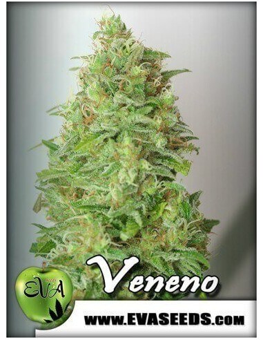 Veneno - Eva Seeds femminizzati Eva Seeds €60,00