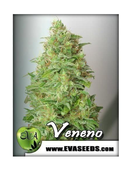 Veneno - Eva Seeds femminizzati Eva Seeds €60,00