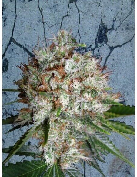 Big Bud XXL - Ministry of Cannabis femminizzati Ministry of Cannabis €30,00