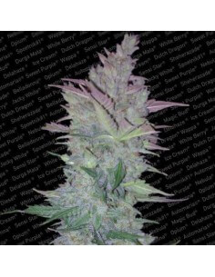 Vertigo AUTO- Paradise Seeds femminizzati Paradise Seeds €23,00