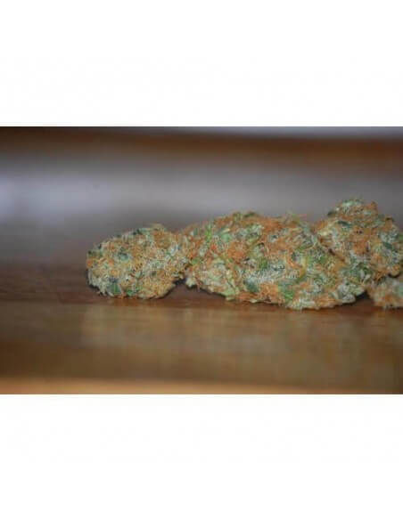 Vertigo AUTO- Paradise Seeds femminizzati Paradise Seeds €23,00