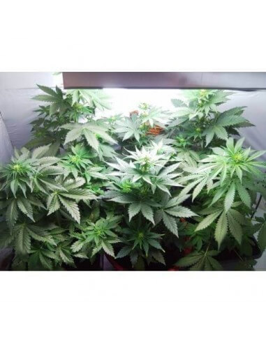 Vertigo AUTO- Paradise Seeds femminizzati Paradise Seeds €23,00
