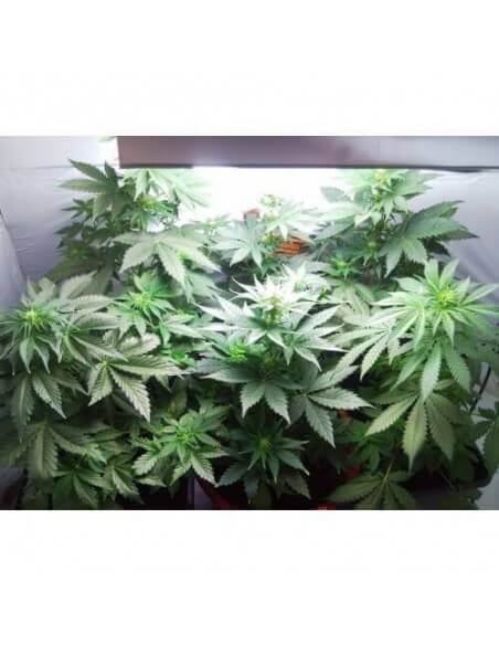Vertigo AUTO- Paradise Seeds femminizzati Paradise Seeds €23,00