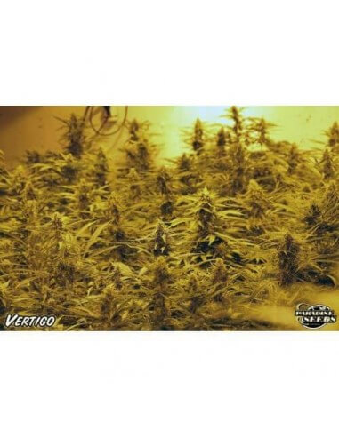 Vertigo AUTO- Paradise Seeds femminizzati Paradise Seeds €23,00