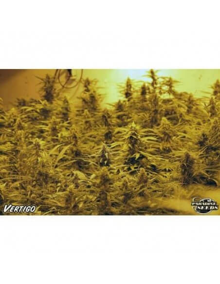 Vertigo AUTO- Paradise Seeds femminizzati Paradise Seeds €23,00
