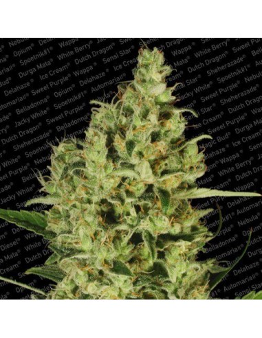 Delahaze - Paradise Seeds femminizzati Paradise Seeds €32,00