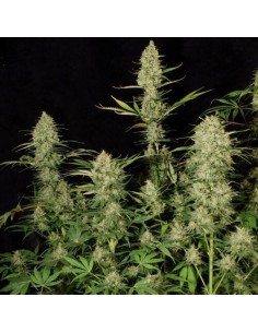Delahaze - Paradise Seeds femminizzati Paradise Seeds €32,00 2