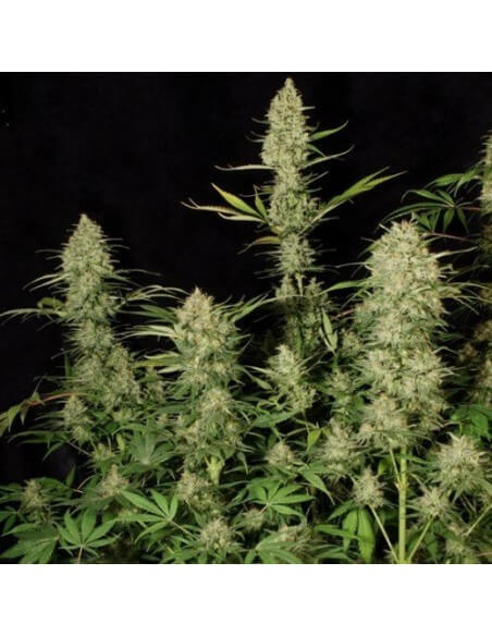 Delahaze - Paradise Seeds femminizzati Paradise Seeds €32,00