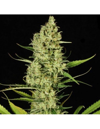 Delahaze - Paradise Seeds femminizzati Paradise Seeds €32,00