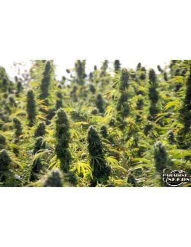 Delahaze - Paradise Seeds femminizzati Paradise Seeds €32,00
