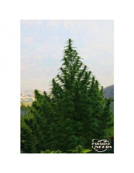 Delahaze - Paradise Seeds femminizzati Paradise Seeds €32,00