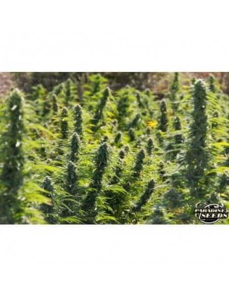 Delahaze - Paradise Seeds femminizzati Paradise Seeds €32,00