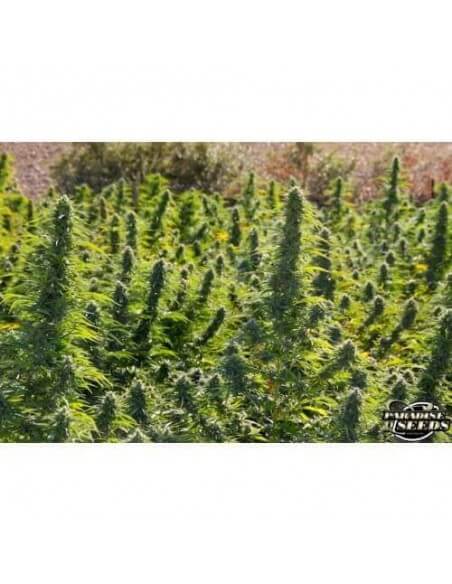 Delahaze - Paradise Seeds femminizzati Paradise Seeds €32,00
