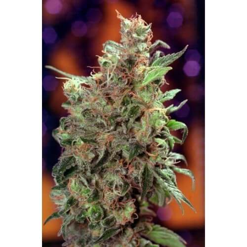 Californian Orange - Dutch Passion femminizzati Dutch Passion €26,00