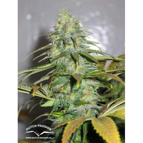 Californian Orange - Dutch Passion femminizzati Dutch Passion €26,00