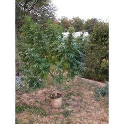 Californian Orange - Dutch Passion femminizzati Dutch Passion €26,00