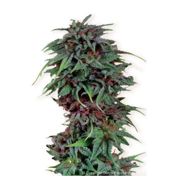 Durban Poison - Dutch Passion femminizzati Dutch Passion €23,00 2