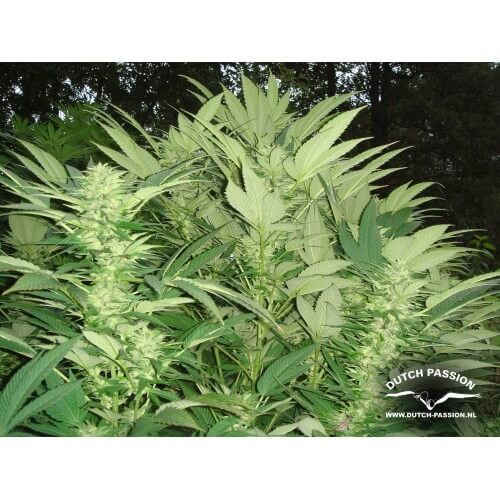 Durban Poison - Dutch Passion femminizzati Dutch Passion €23,00