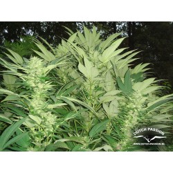 Durban Poison - Dutch Passion femminizzati Dutch Passion €23,00