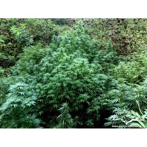 Durban Poison - Dutch Passion femminizzati Dutch Passion €23,00