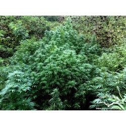 Durban Poison - Dutch Passion femminizzati Dutch Passion €23,00