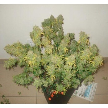 Freddy's Best - Dutch Passion femminizzati Dutch Passion €30,00 2