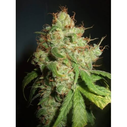 Freddy's Best - Dutch Passion femminizzati Dutch Passion €30,00