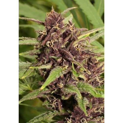 Frisian Dew - Dutch Passion femminizzati Dutch Passion €23,00