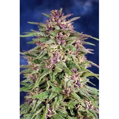 Frisian Dew - Dutch Passion femminizzati Dutch Passion €23,00