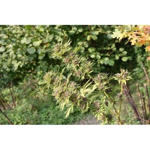 Frisian Dew - Dutch Passion femminizzati Dutch Passion €23,00