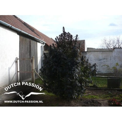 Frisian Dew - Dutch Passion femminizzati Dutch Passion €23,00