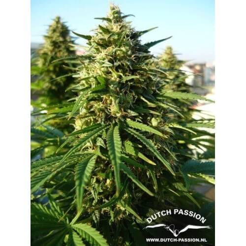 Frisian Dew - Dutch Passion femminizzati Dutch Passion €23,00