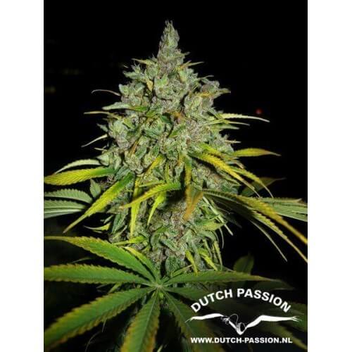 Frisian Dew - Dutch Passion femminizzati Dutch Passion €23,00