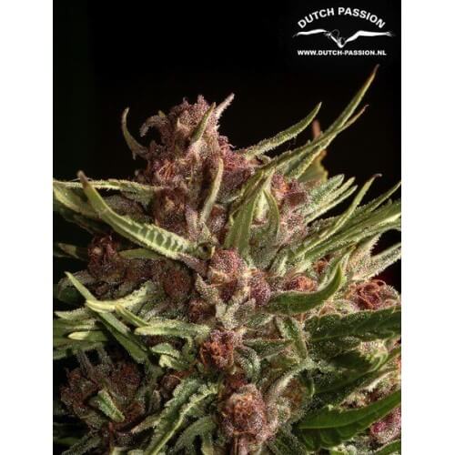 Frisian Dew - Dutch Passion femminizzati Dutch Passion €23,00