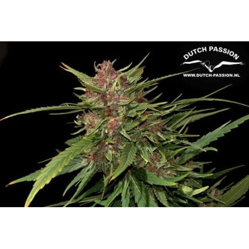 Frisian Dew - Dutch Passion femminizzati Dutch Passion €23,00