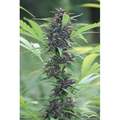 Frisian Dew - Dutch Passion femminizzati Dutch Passion €23,00