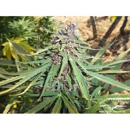 Frisian Dew - Dutch Passion femminizzati Dutch Passion €23,00