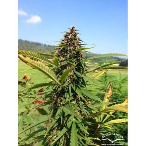 Frisian Dew - Dutch Passion femminizzati Dutch Passion €23,00